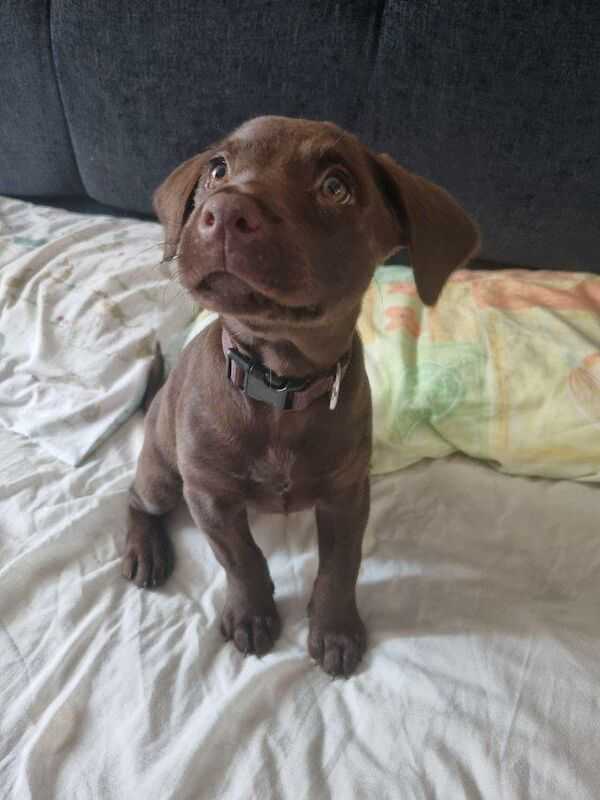 10 Week Old Female Chocolate Labrador For Sale in Poole, Dorset