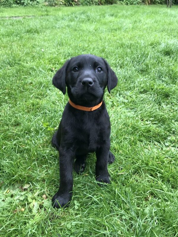 Adorable Black Labrador Puppies For Sale in Kirkby Stephen, Cumbria