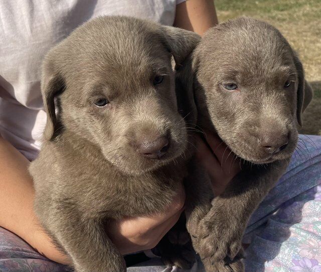 Chunky Playful Charcoal And Silver Labrador Puppies For Sale in ...