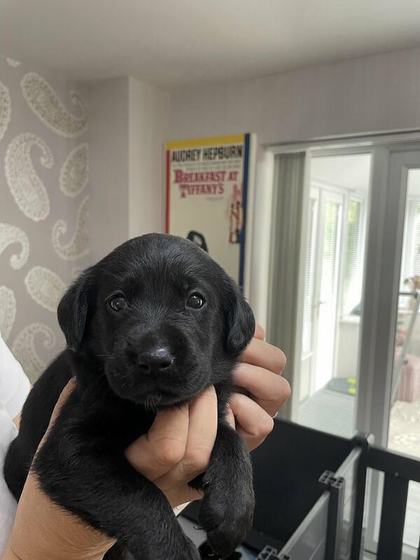 pedigree black labrador puppies