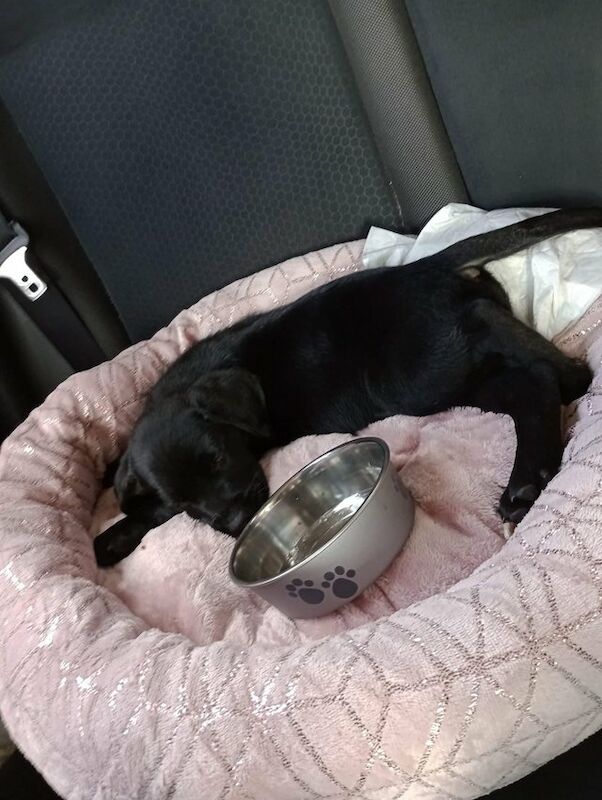 10 Week Old Black Labrador Girl For Sale in Old Portsmouth, Hampshire