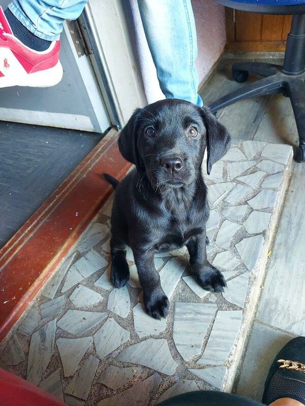 10 Week Old Black Labrador Girl For Sale in Old Portsmouth, Hampshire