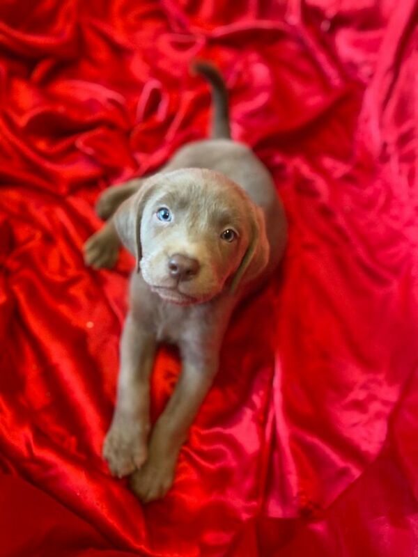 QUALITY SILVER LABRADOR PUPPIES For Sale in Warrington, Cheshire