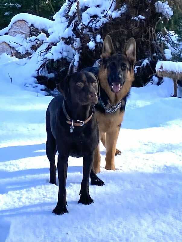 Labrador Mix Puppies, Chocolate Lab Mum And Gsd Kc Reg Dad For Sale in