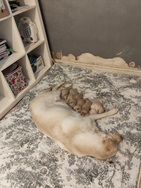 Seven Beautiful Labradors Retriever Puppies Available Labrador