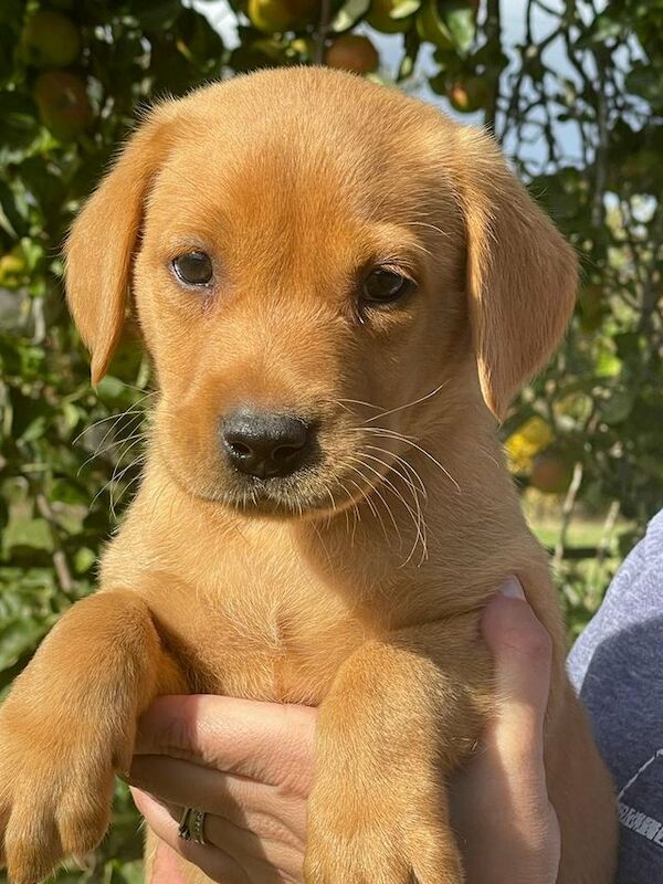 Red Fox Labrador Pups For Sale in Northampton, Northamptonshire