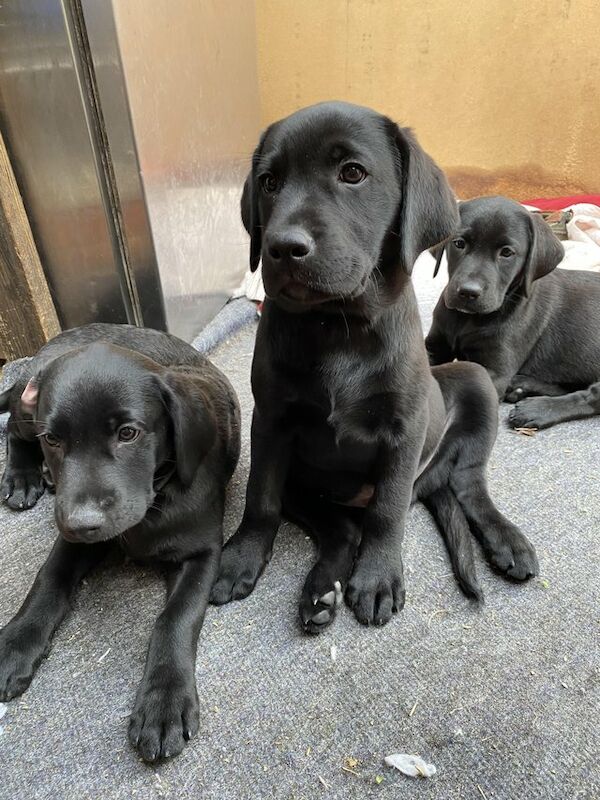 Amazing 12 Week Old Black Labrador Puppies For Sale in Sheffield, South
