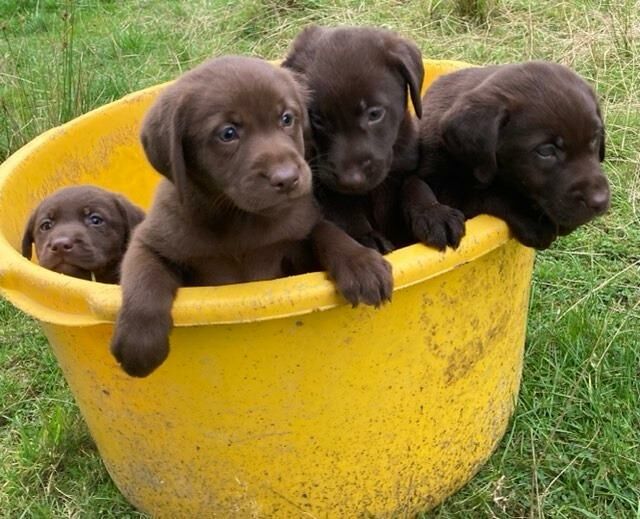 chunky chocolate labrador puppies