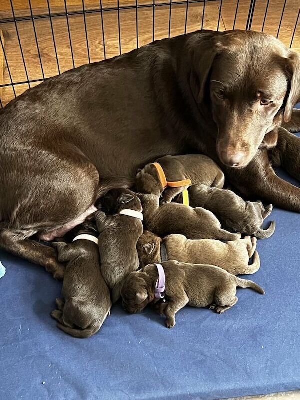 Beautiful Chocolate Labrador Puppies Will Be Microchipped For Sale in Huddersfield, West Yorkshire