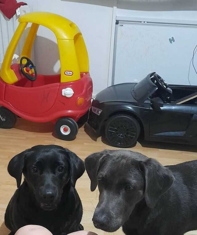 Stunning Litter Of Black Labrador Puppies For Sale in Chatham, Kent