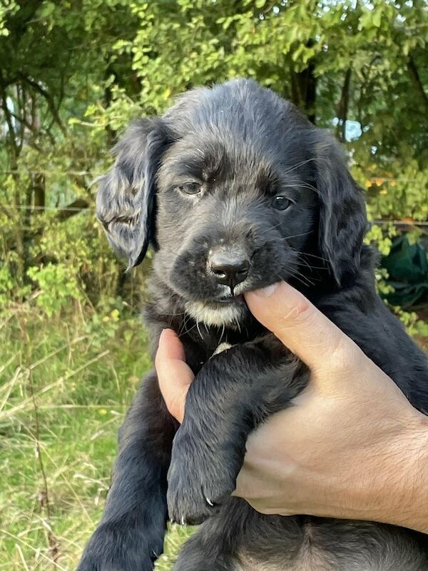 Flat coated golden retriever puppies for sale top