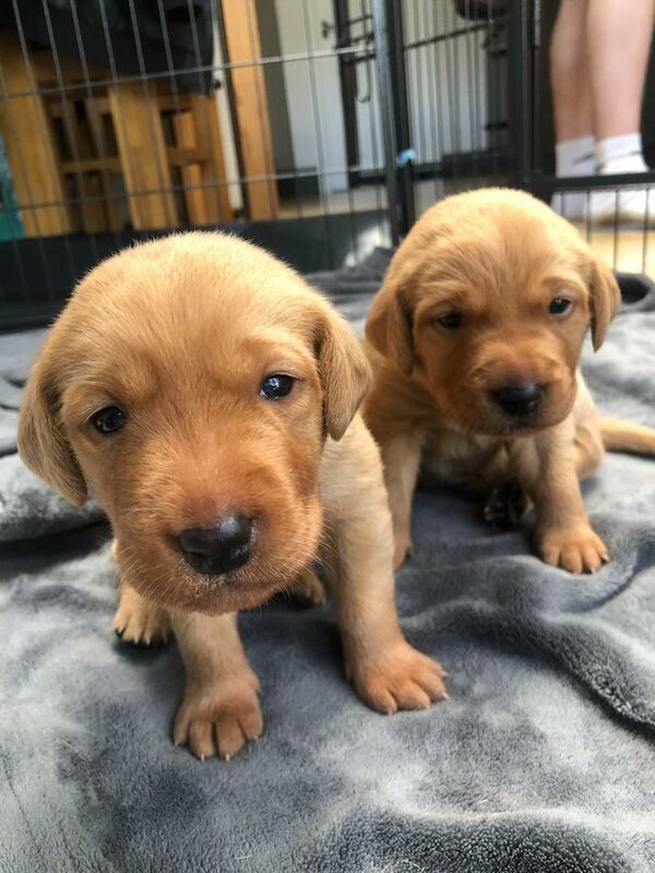 Puppies for sales sale wirral