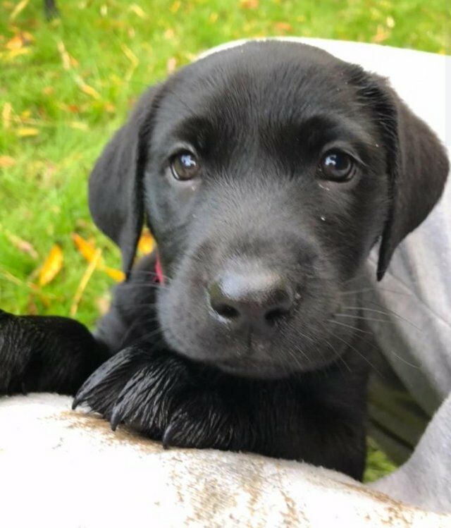 Kennel Club Registered Labrador Puppies. For Sale in Avonmouth, Bristol
