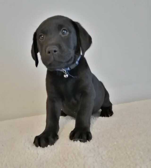 Kennel Club Registered Labrador Puppies. For Sale in Avonmouth, Bristol