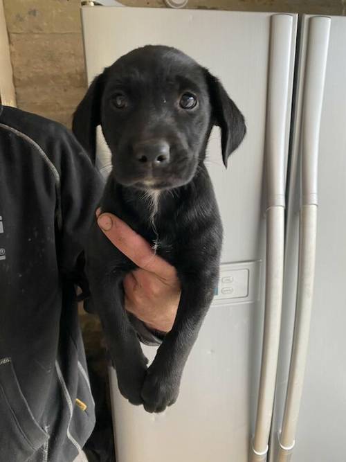 Kelpie X Lab Puppies 8 Week Old For Sale in Malton, North Yorkshire