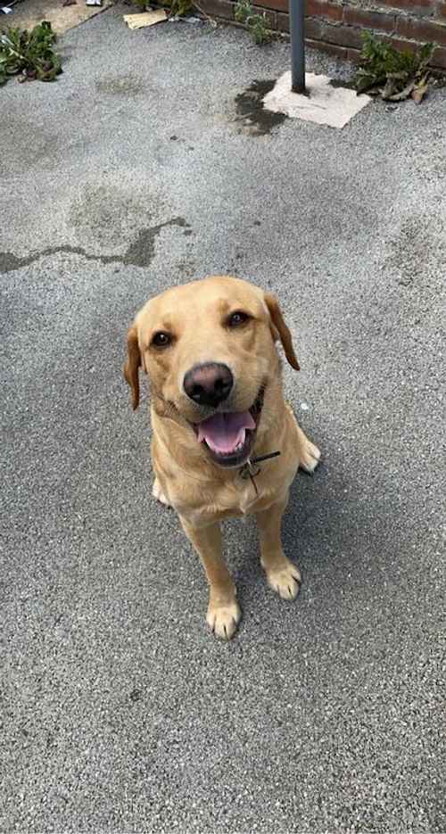 Stunning Dark Golden/Fox Red Labrador For Sale in Worksop, Nottinghamshire