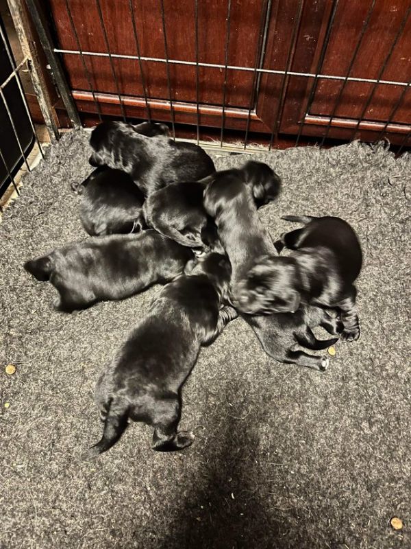 Springerdor Springer Cross Labrador For Sale in Crowland, Lincolnshire