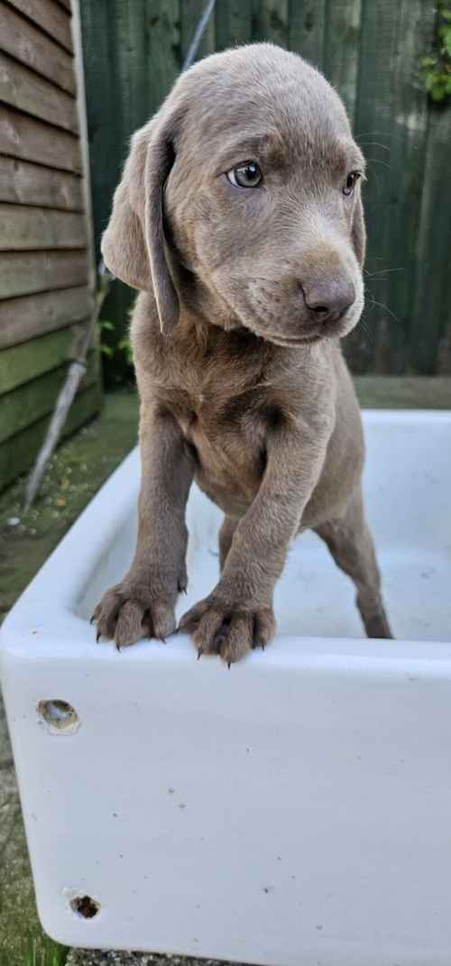A BEAUTIFUL SILVER GIRL LABRADOR for sale in South Yorkshire
