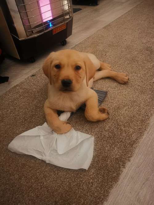 A friend for your child for sale in Northfleet kent