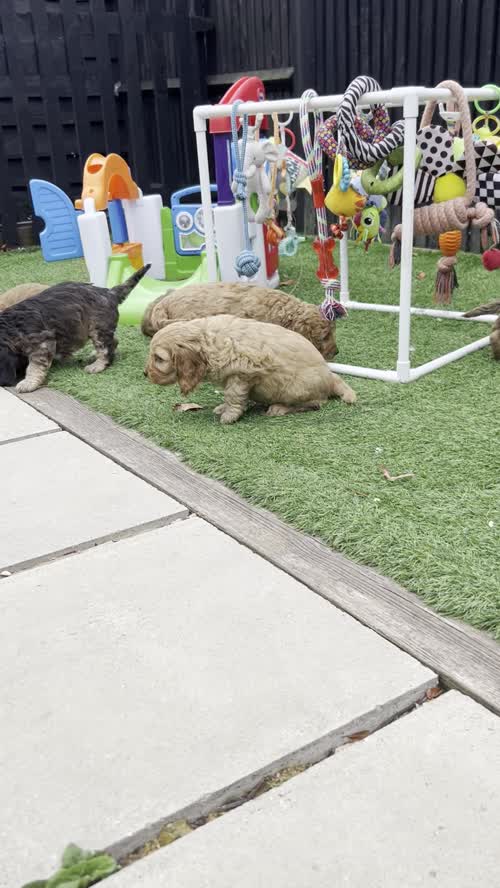 A stunning litter of F1 Cockapoos for sale in Chertsey, Surrey