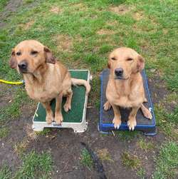 A Stunning Litter of KC Registered Labrador Puppies for sale in Tonbridge, Kent | Image 1