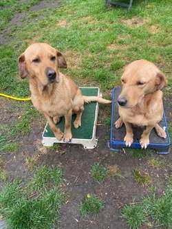 A Stunning Litter of KC Registered Labrador Puppies for sale in Tonbridge, Kent | Image 2