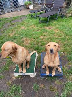 A Stunning Litter of KC Registered Labrador Puppies for sale in Tonbridge, Kent | Image 3