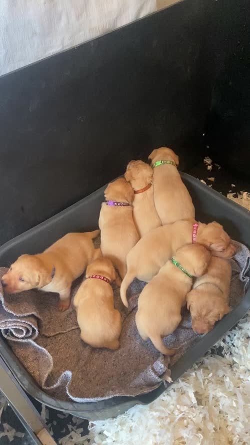 A Stunning Litter of KC Registered Labrador Puppies for sale in Tonbridge, Kent