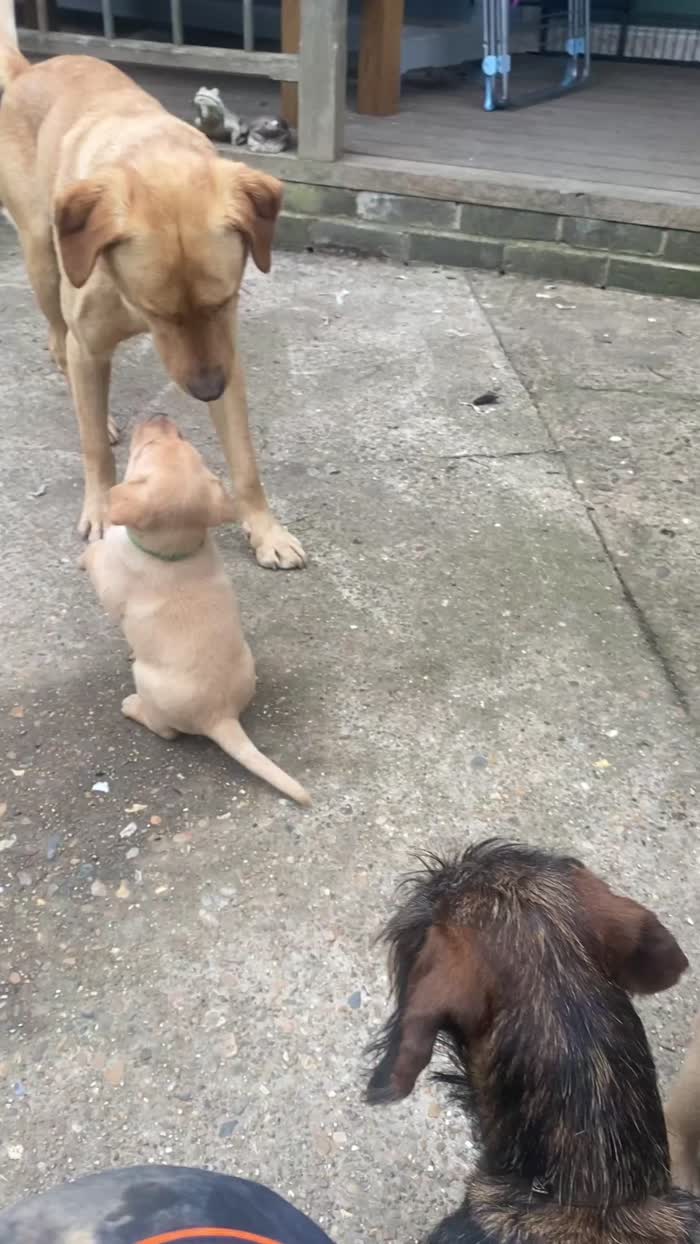 A Stunning Litter of KC Registered Labrador Puppies for sale in Tonbridge, Kent