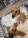 Kennel Club Registered Labrador Retriever Puppies For Sale