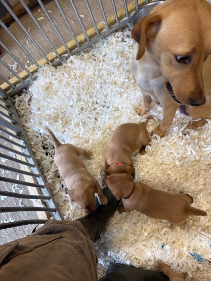 Labrador Retriever puppies for sale in Tonbridge, Kent – KC registered, 6 weeks old - Image 2 of 6