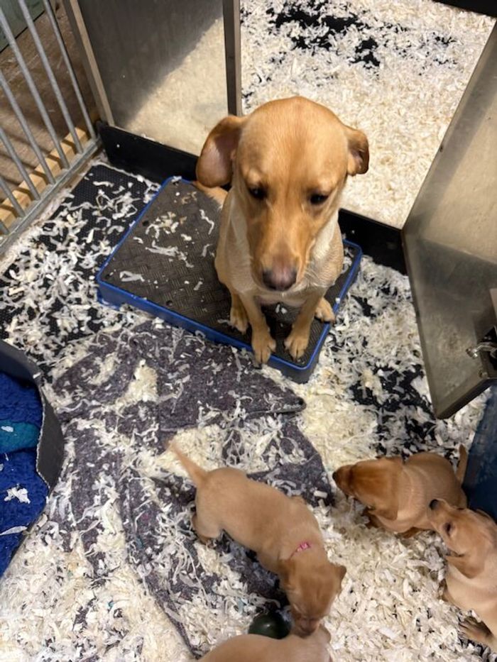 Labrador Retriever puppies for sale in Tonbridge, Kent – KC registered, 6 weeks old - Image 3 of 6
