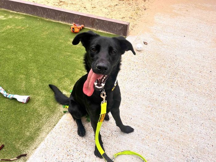 Labrador Retriever for adoption in Shoreham by Sea, West Sussex – 1 year old - Image 2 of 3