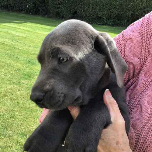 ABSOLUTELY STUNNING CHARCOAL LABRADOR PUPS for sale in Thirsk, North Yorkshire