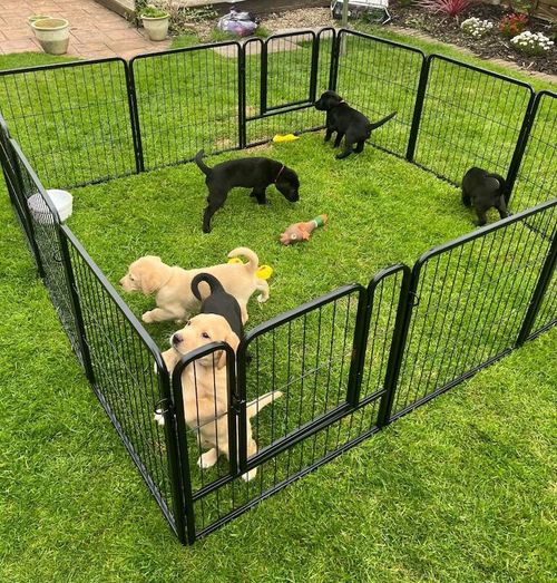 Adorable black and yellow Labrador puppies ready for sale in Mansfield, Nottinghamshire