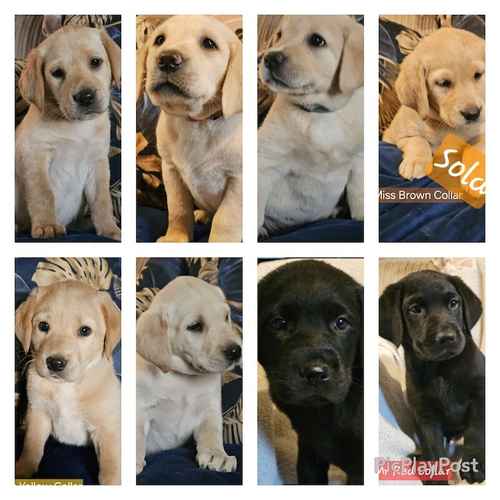 Adorable Black, Fox Red and Yellow Pups for sale in Andover, Hampshire