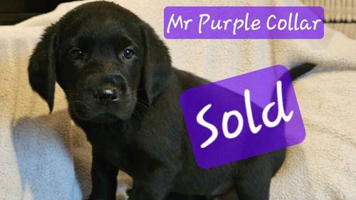 Ready Now Adorable Black boy & Fox Red girl for sale in Andover, Hampshire - Image 3