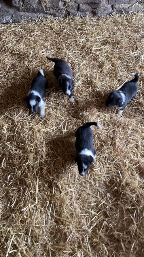 Adorable Border Collie Puppies for Sale in Welshpool / Y Trallwng, Powys
