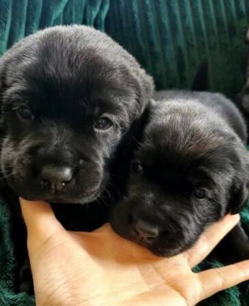 Adorable Family raised Black Labrador Pups for sale in Ammanford/Rhydaman, Carmarthenshire - Image 2