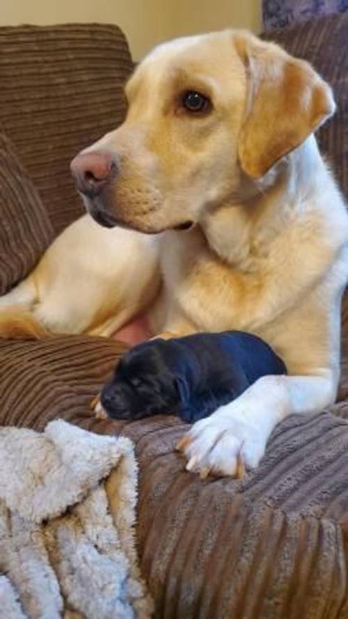 Adorable Family raised Black Labrador Pups for sale in Ammanford/Rhydaman, Carmarthenshire - Image 4