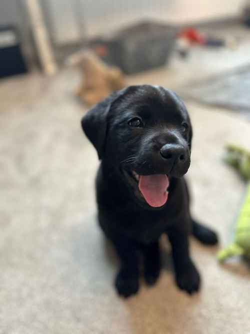 Adorable Family raised Black Labrador Pups for sale in Ammanford/Rhydaman, Carmarthenshire