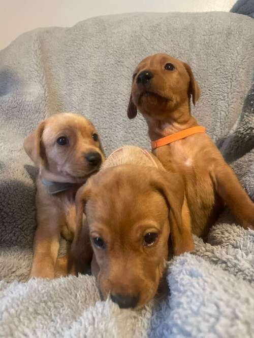 🐾 Adorable Fox Red Labrador Puppies Seeking Their Forever Homes! 🐾 for sale in Lancaster, Lancashire