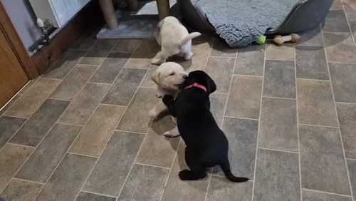 Adorable KC-Reg Labrador Puppies for sale in Downham Market, Norfolk
