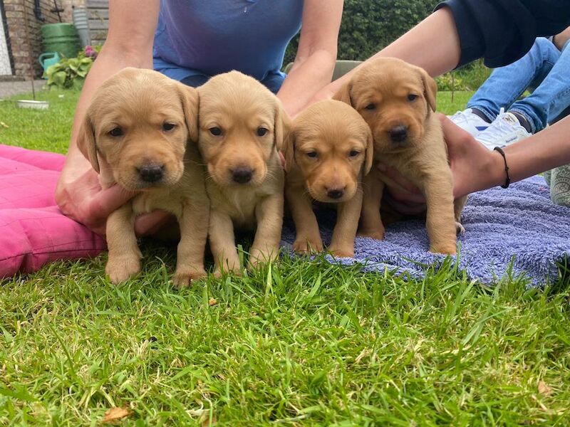 Adorable KC Registered Lab Pups Gold X Fox Red For Sale in Malton North Yorkshire