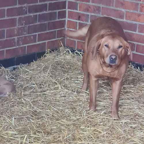 Adorable Labrador puppies for sale in Great Yarmouth, Norfolk