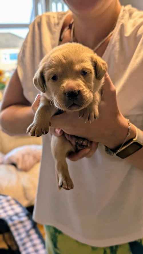 Adorable Labrador Puppies Black Fox Red Blonde for sale in Bradford, West Yorkshire