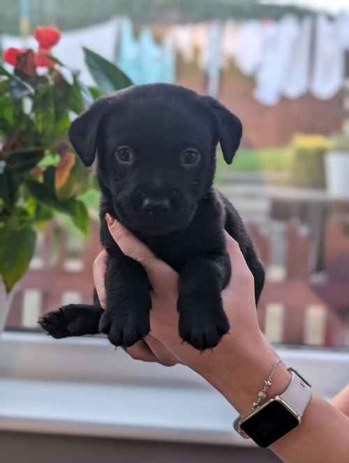 Labrador Puppies Black Fox Red Blonde Yorkshire for sale in Bradford, West Yorkshire