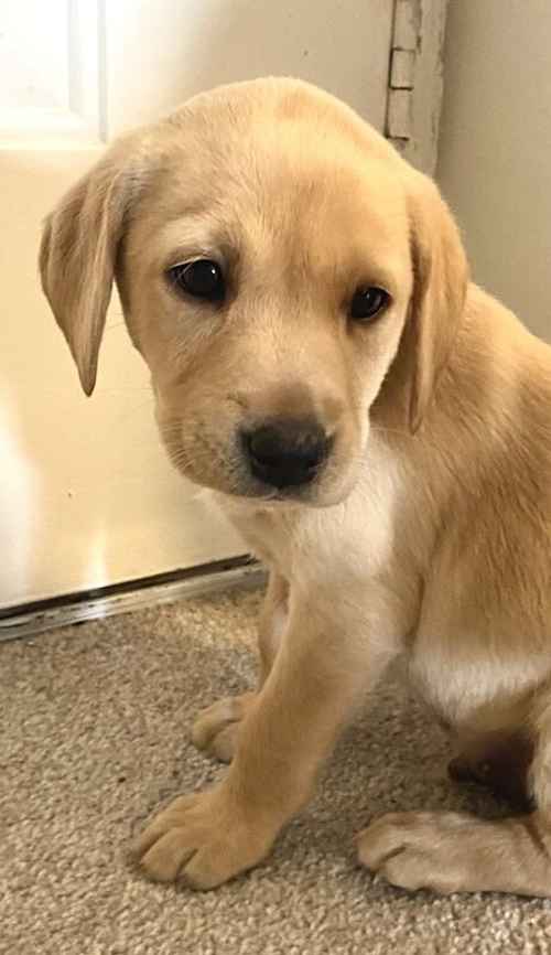 Adorable Labrador Puppies Ready to Steal Your Heart! for sale in Newington, Southwark, Greater London