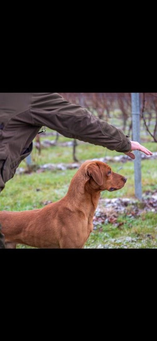 Adorable Labrador Pups - KC registered for sale in Sittingbourne, Kent