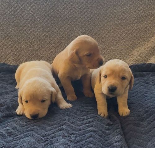 Adorable Labrador Pups - KC registered for sale in Sittingbourne, Kent